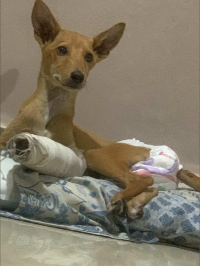 Chameli Needs Your Help