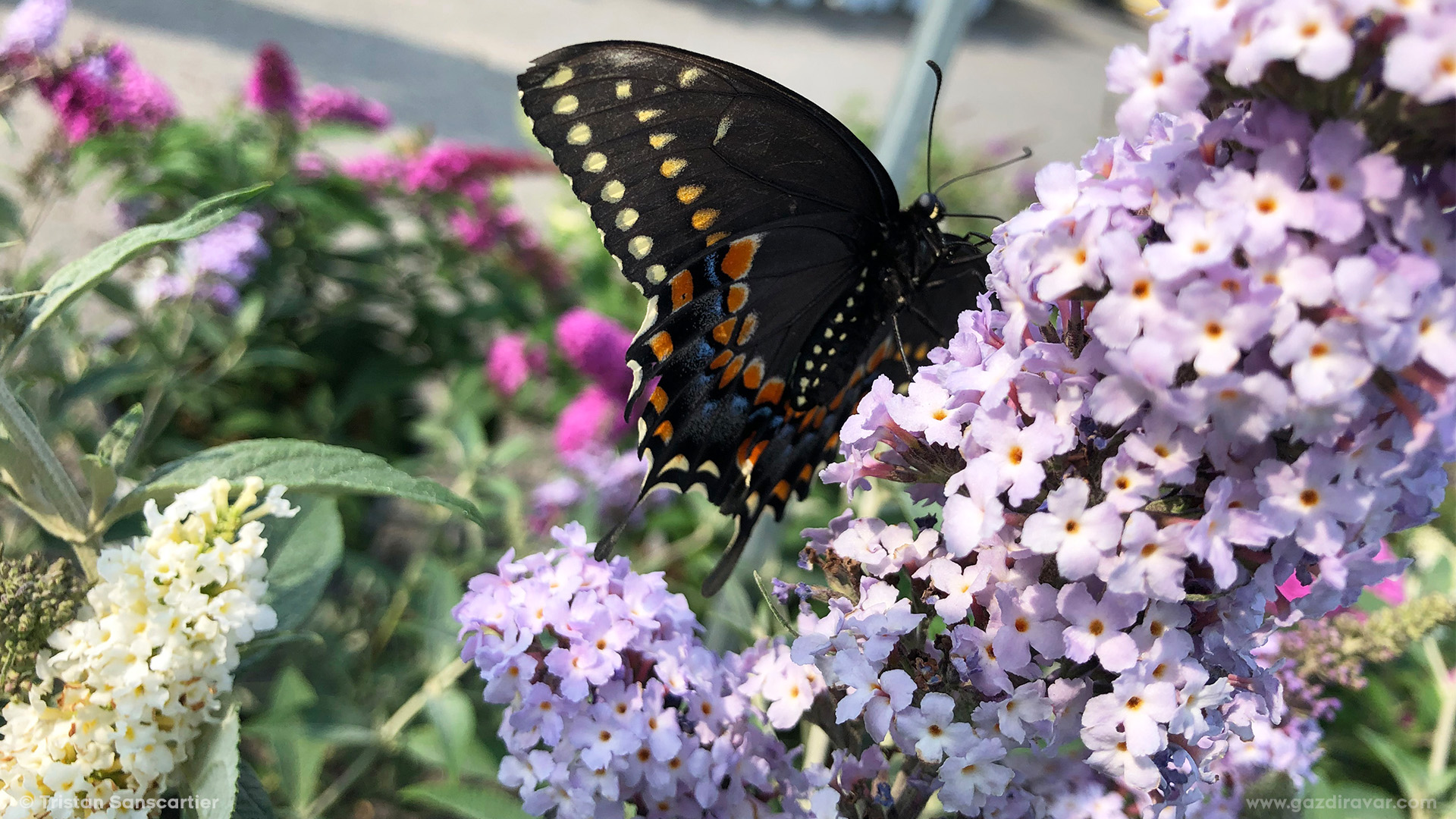 Desktop (Butterflies)